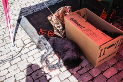 Bayreuth
blättert
feiert!
Das Lieben, das Leben –
und auch ein bisschen sich selbst.

++ am 06.08.2022 in Bayreuth (Bayern).

(c) Andi Weiland | andiweiland.de